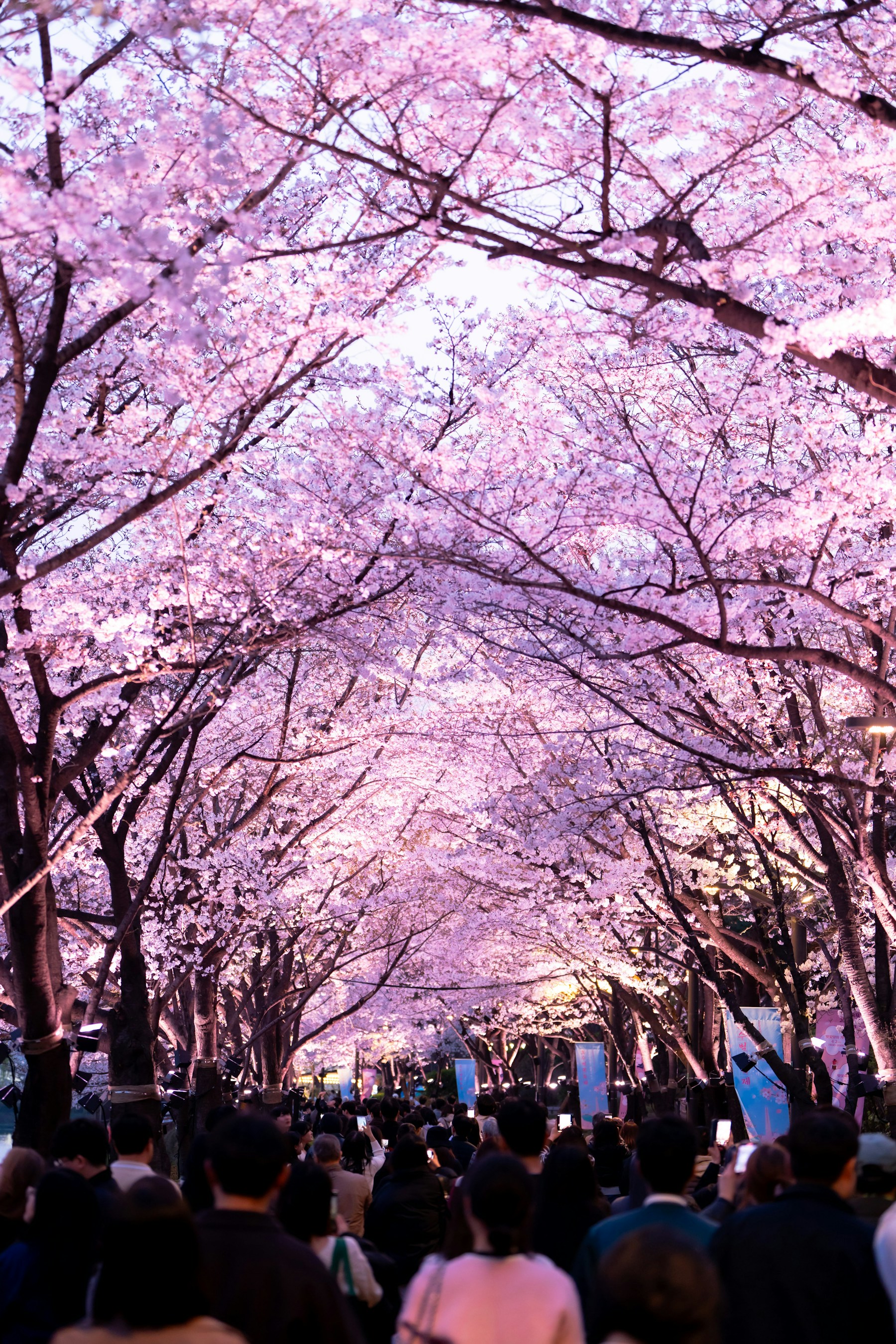 벚꽃이 만개한 서울 봄 풍경